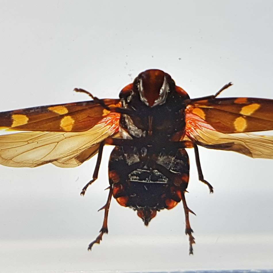 Original Giant Frog-hopper (Worldwide) In Lucite Paperweight!!!