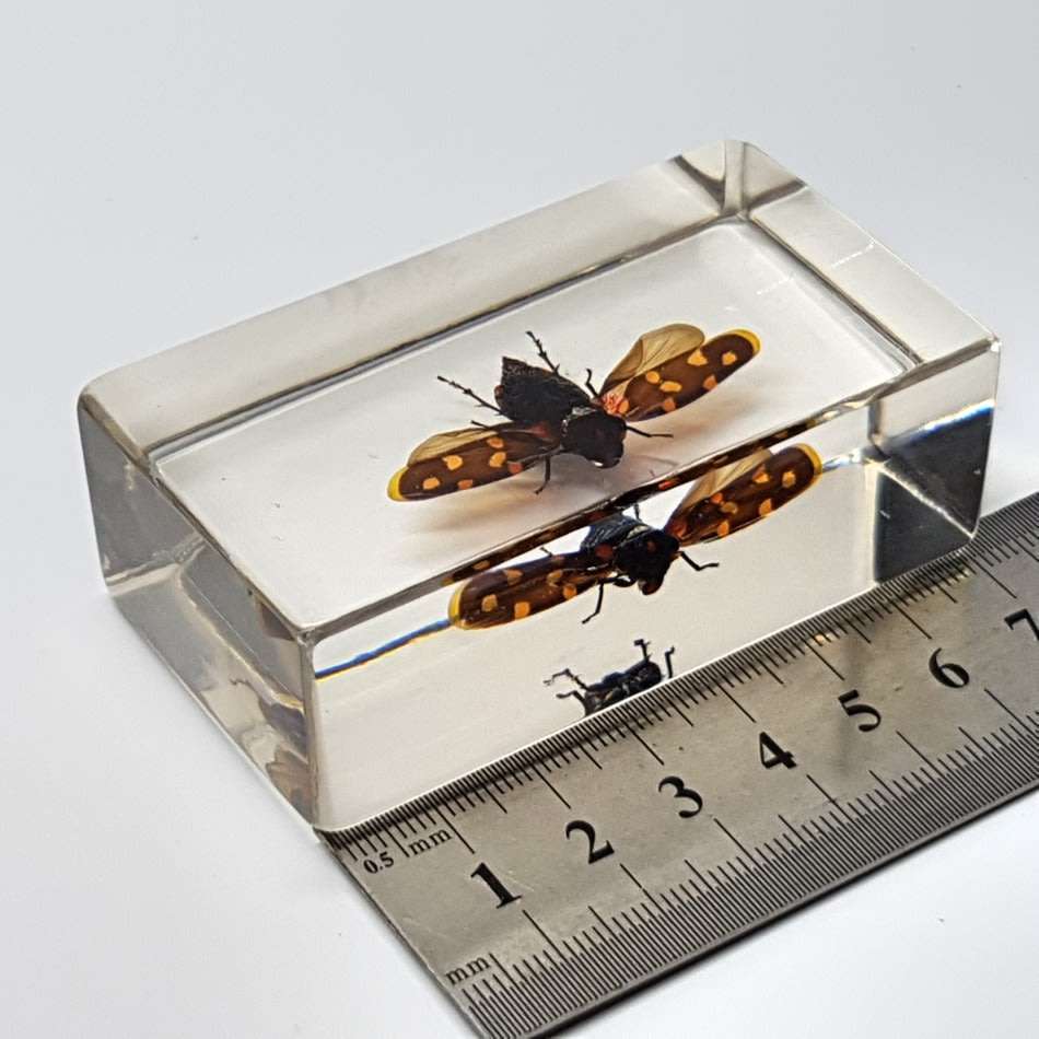 Original Giant Frog-hopper (Worldwide) In Lucite Paperweight!!!