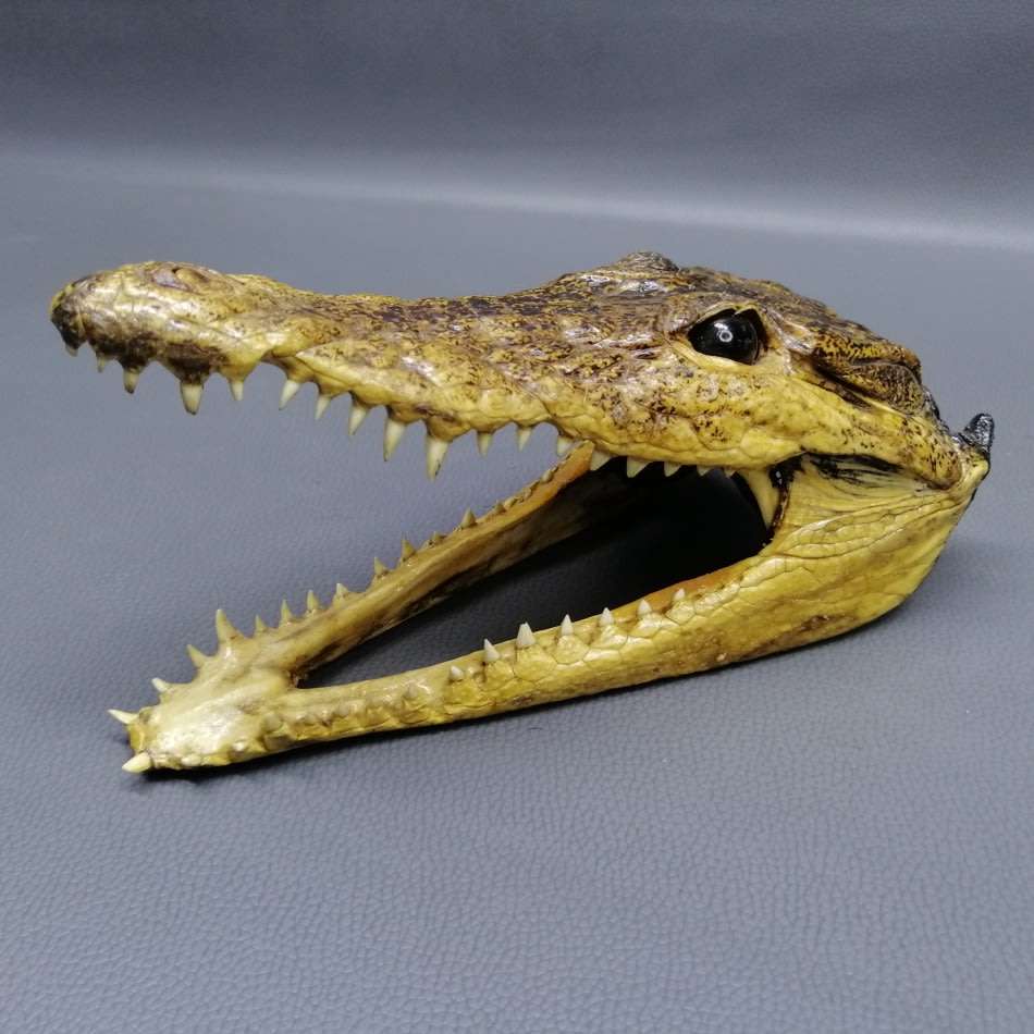 Original Crocodile Taxidermy Skull Display or Paperweight!!!