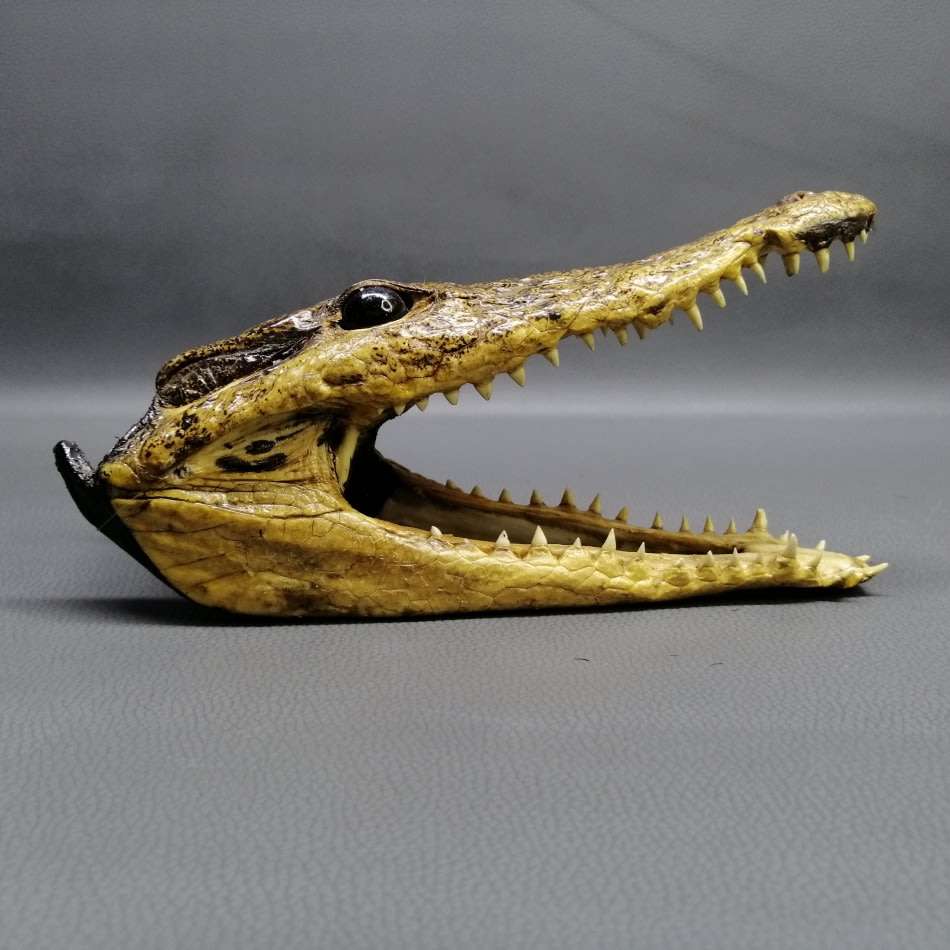 Original Crocodile Taxidermy Skull Display or Paperweight!!!