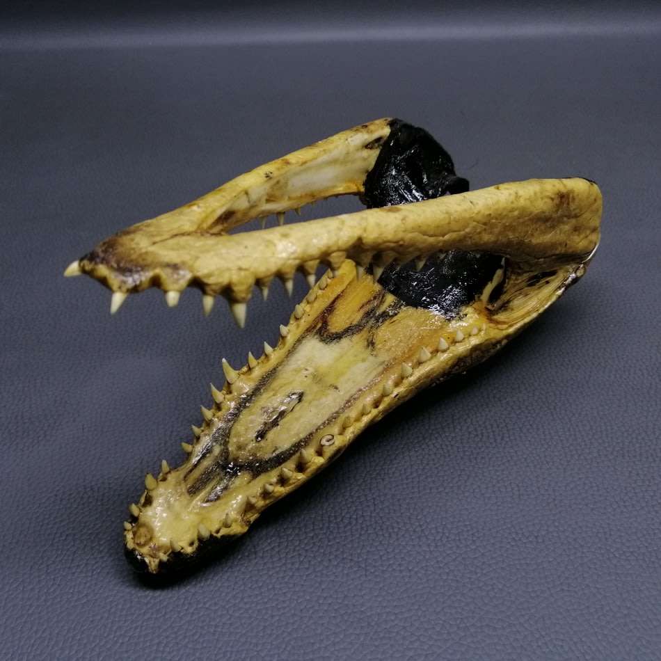 Original Crocodile Taxidermy Skull Display or Paperweight!!!
