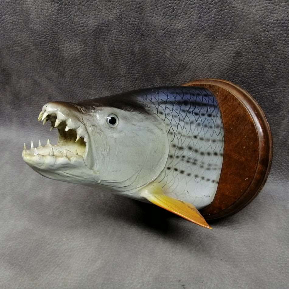 Cool!!! Tiger Fish Taxidermy on Wood Mount!!!