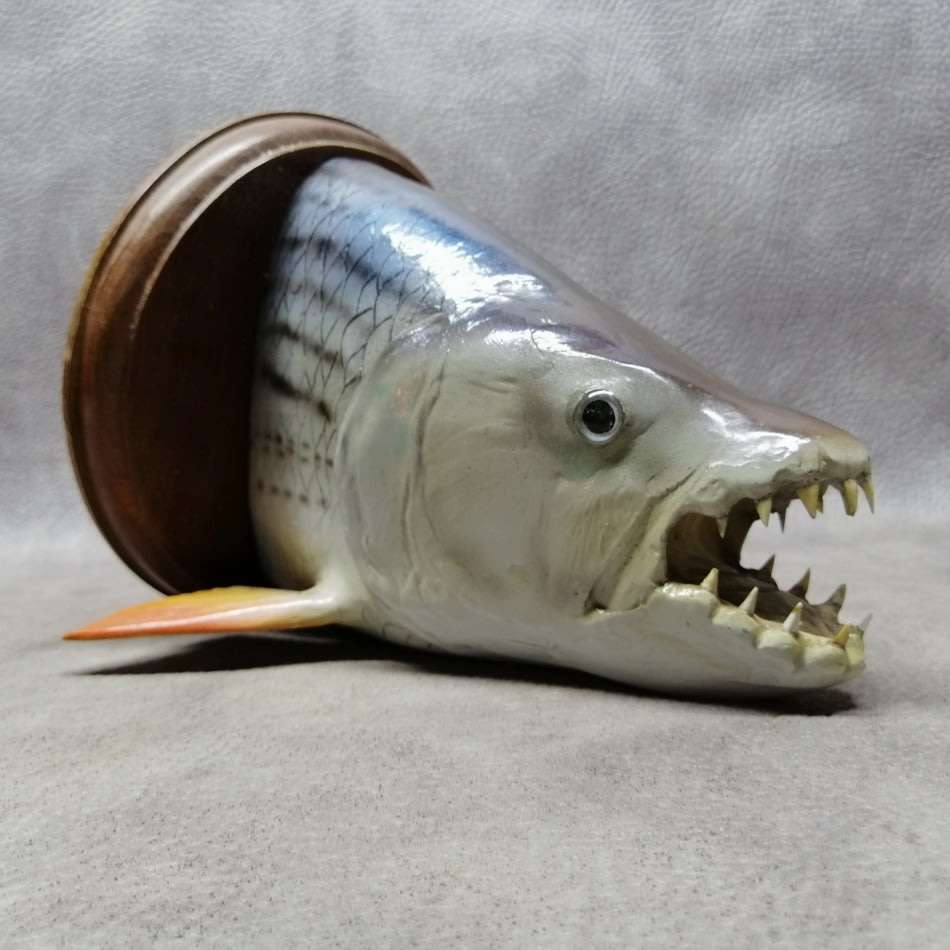 Cool!!! Tiger Fish Taxidermy on Wood Mount!!!