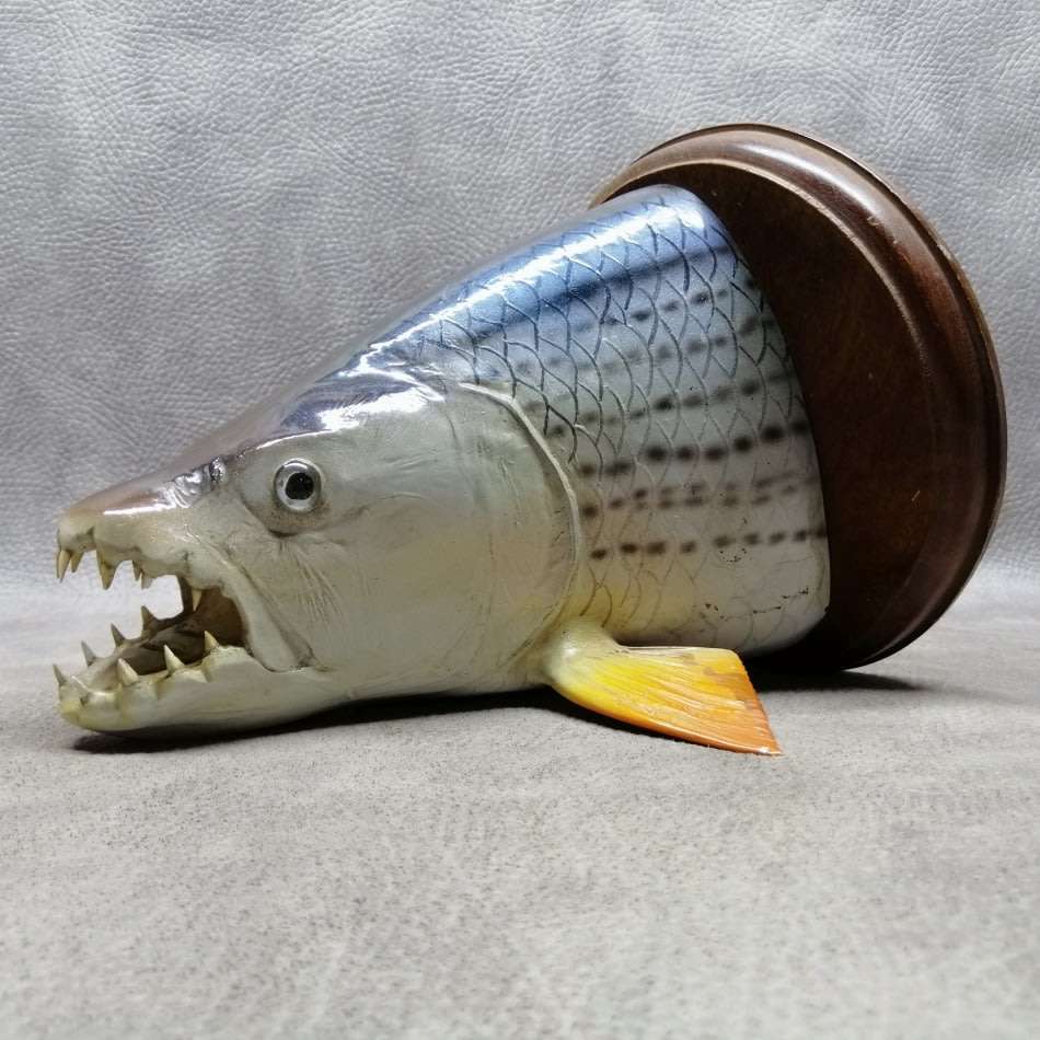 Cool!!! Tiger Fish Taxidermy on Wood Mount!!!
