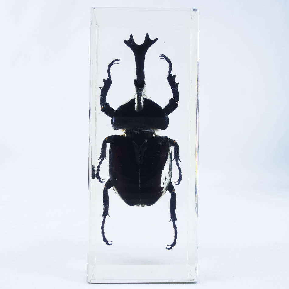 Large Rhinoceros Beetle In Lucite Paperweight!!! 120mm
