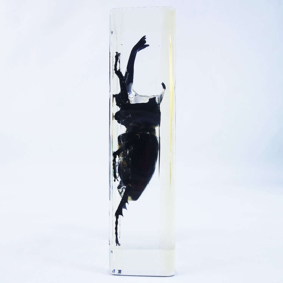 Large Rhinoceros Beetle In Lucite Paperweight!!! 120mm