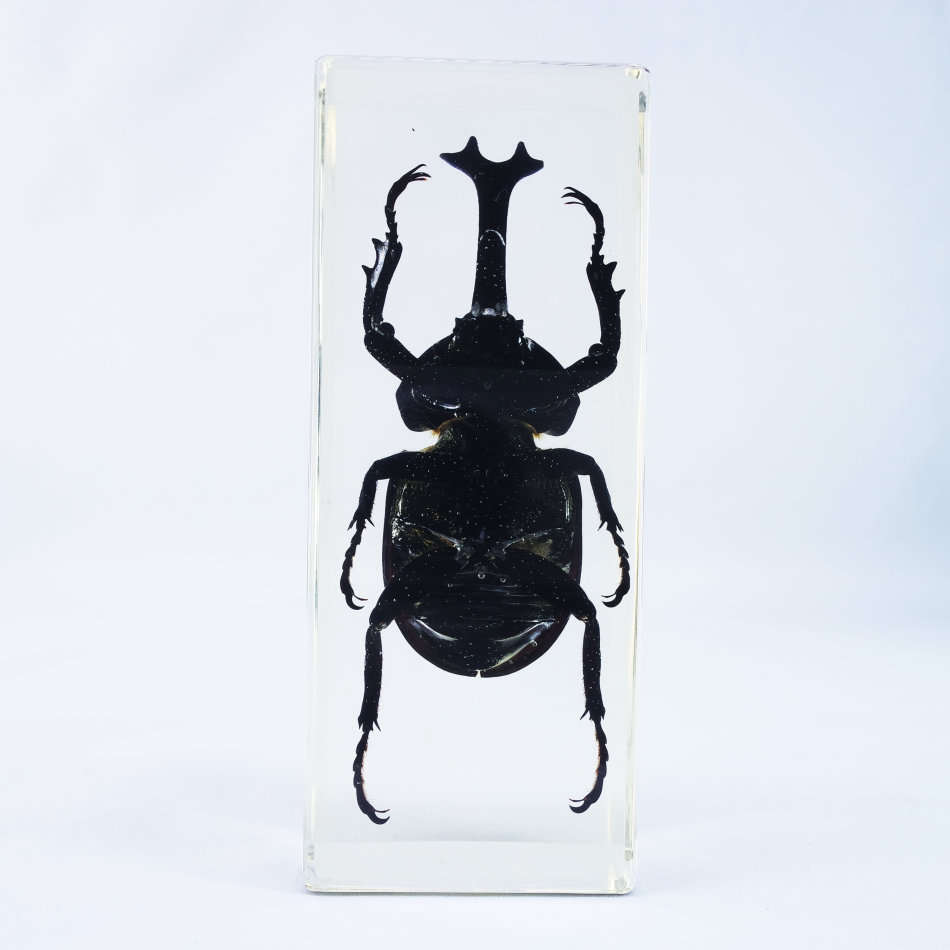 Large Rhinoceros Beetle In Lucite Paperweight!!! 120mm
