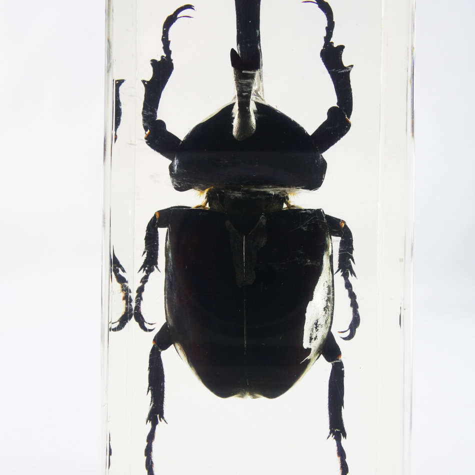Large Rhinoceros Beetle In Lucite Paperweight!!! 120mm
