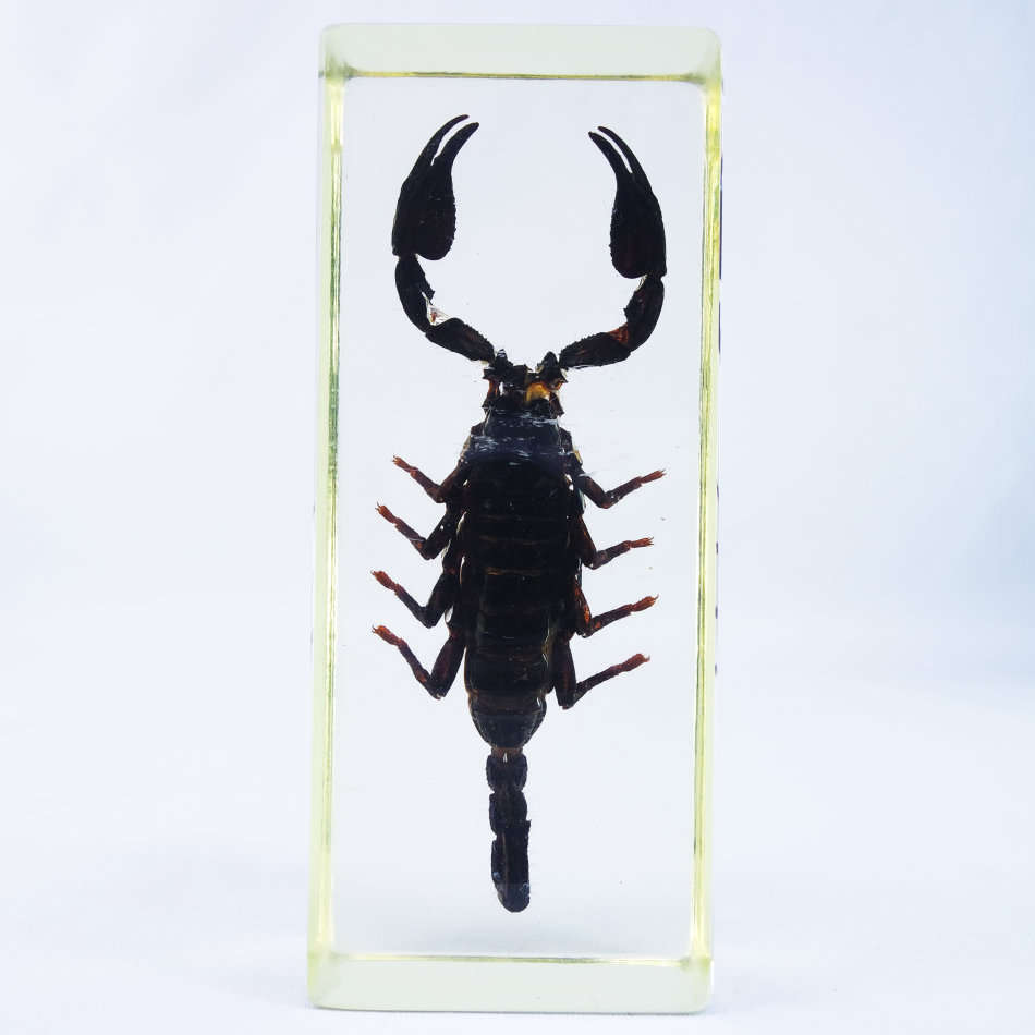Large Giant Malaysian Scorpion In Lucite Paperweight!!! 120mm
