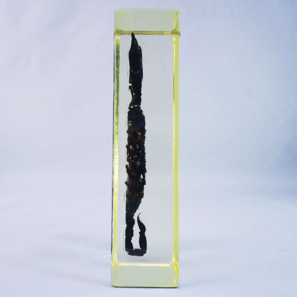 Large Giant Malaysian Scorpion In Lucite Paperweight!!! 120mm