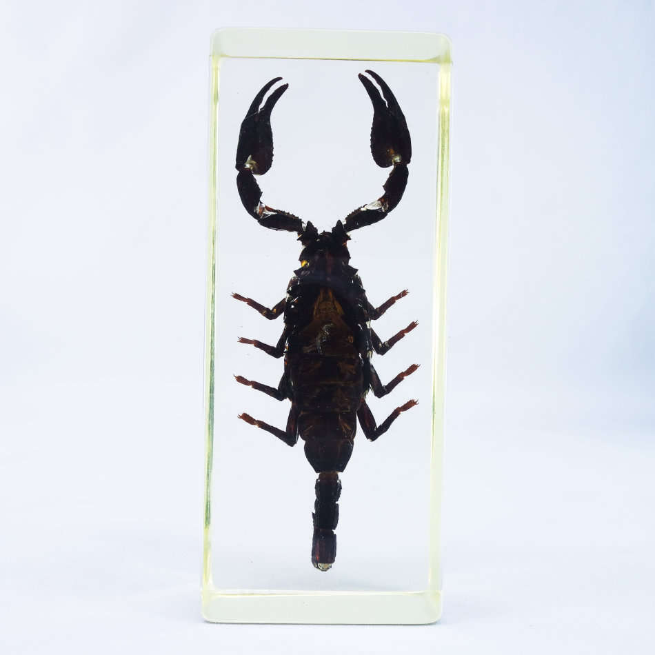 Large Giant Malaysian Scorpion In Lucite Paperweight!!! 120mm