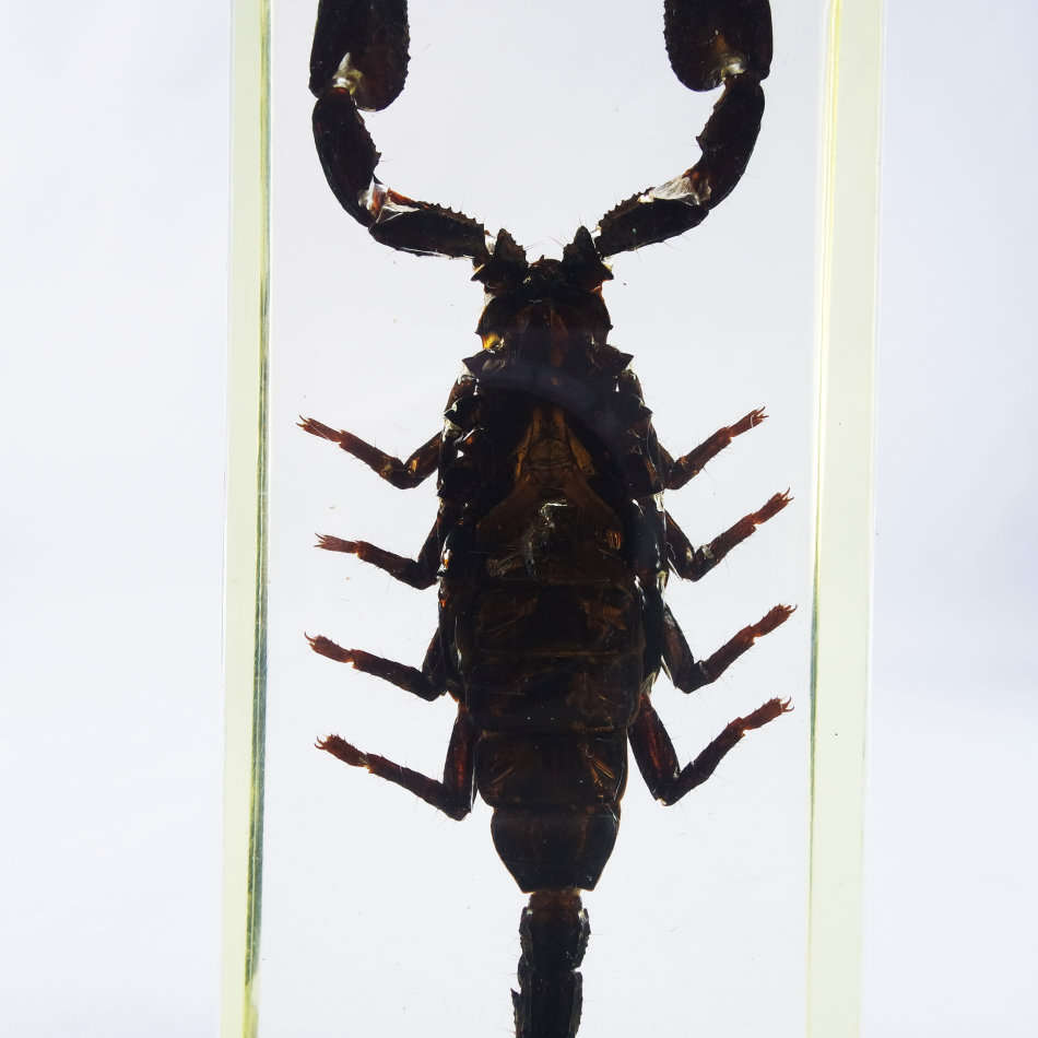 Large Giant Malaysian Scorpion In Lucite Paperweight!!! 120mm