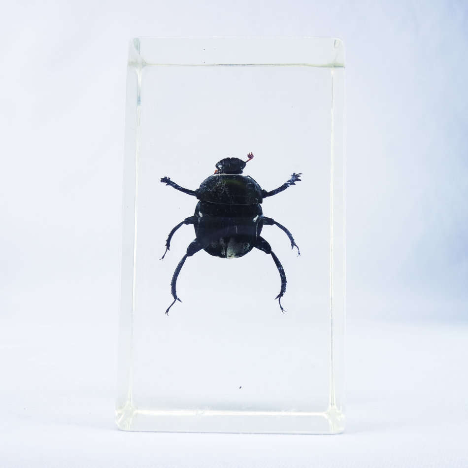 Dung Beetle In Lucite Paperweight!!! 90mm