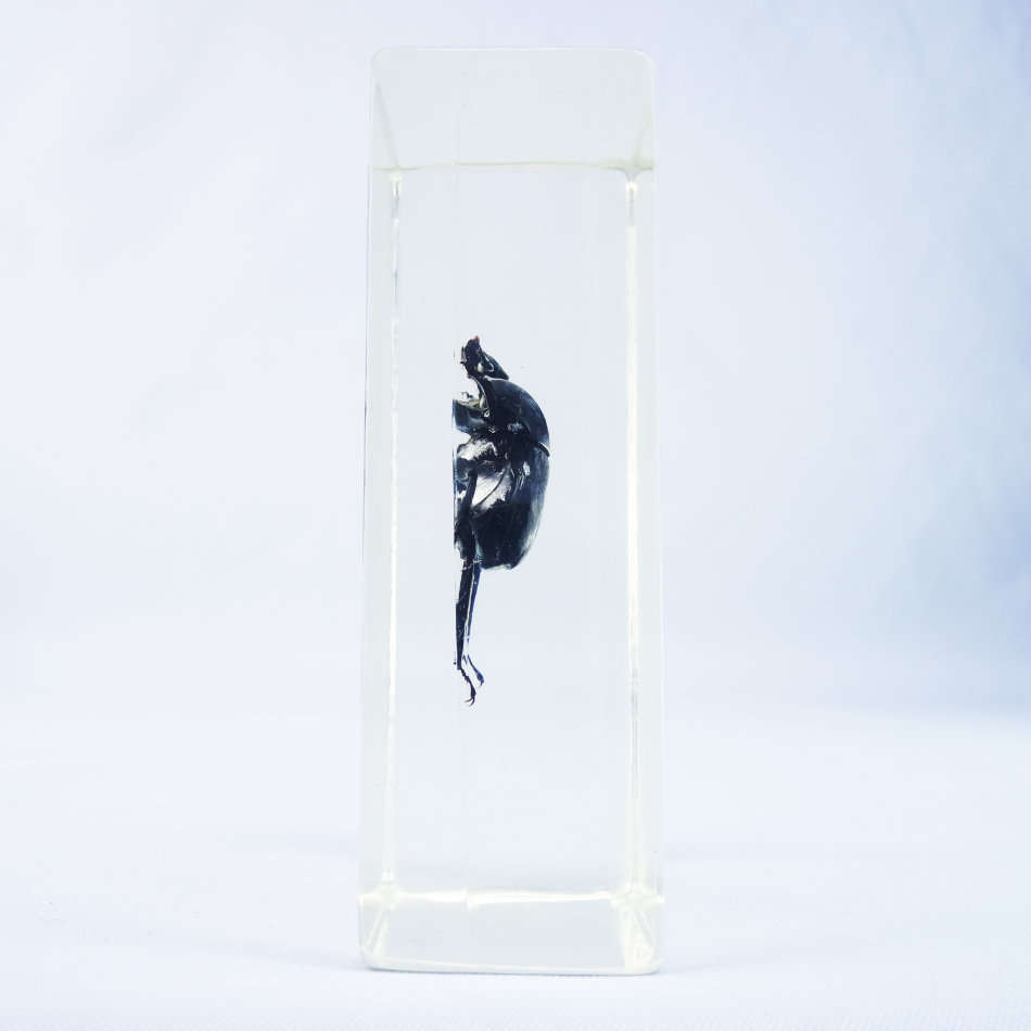 Dung Beetle In Lucite Paperweight!!! 90mm