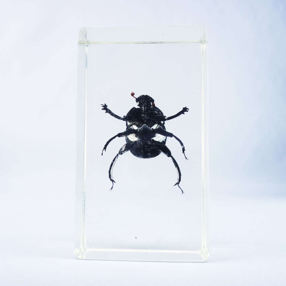 Dung Beetle In Lucite Paperweight!!! 90mm