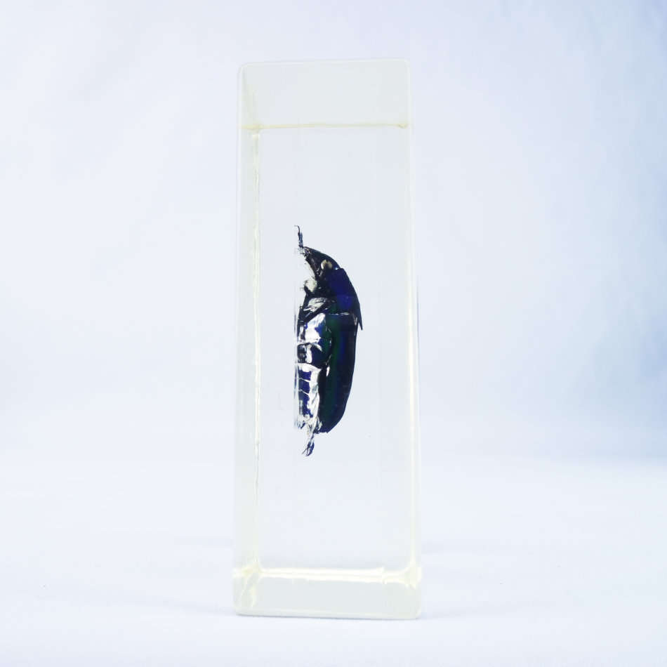 New Guinea Flower Chafer in Lucite Paperweight!!! 90mm