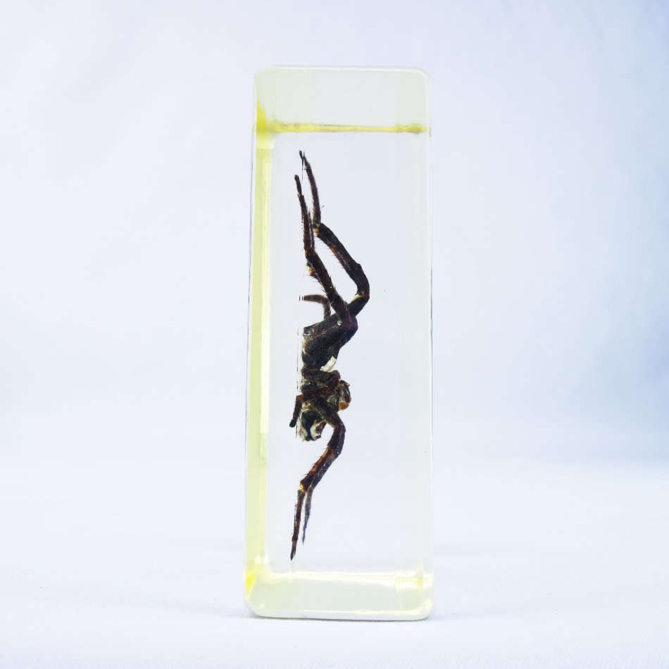 American Devil Spider in Lucite Paperweight!!! 90mm