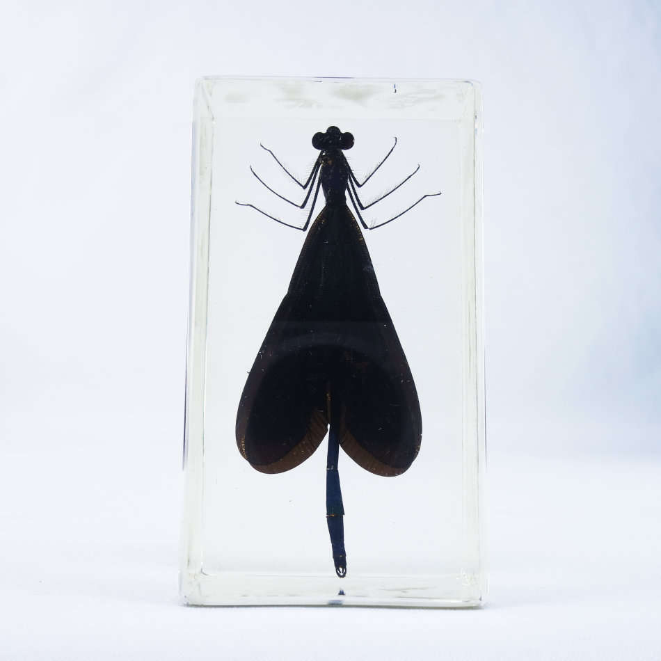 Damselfly in Lucite Paperweight!!! 90mm