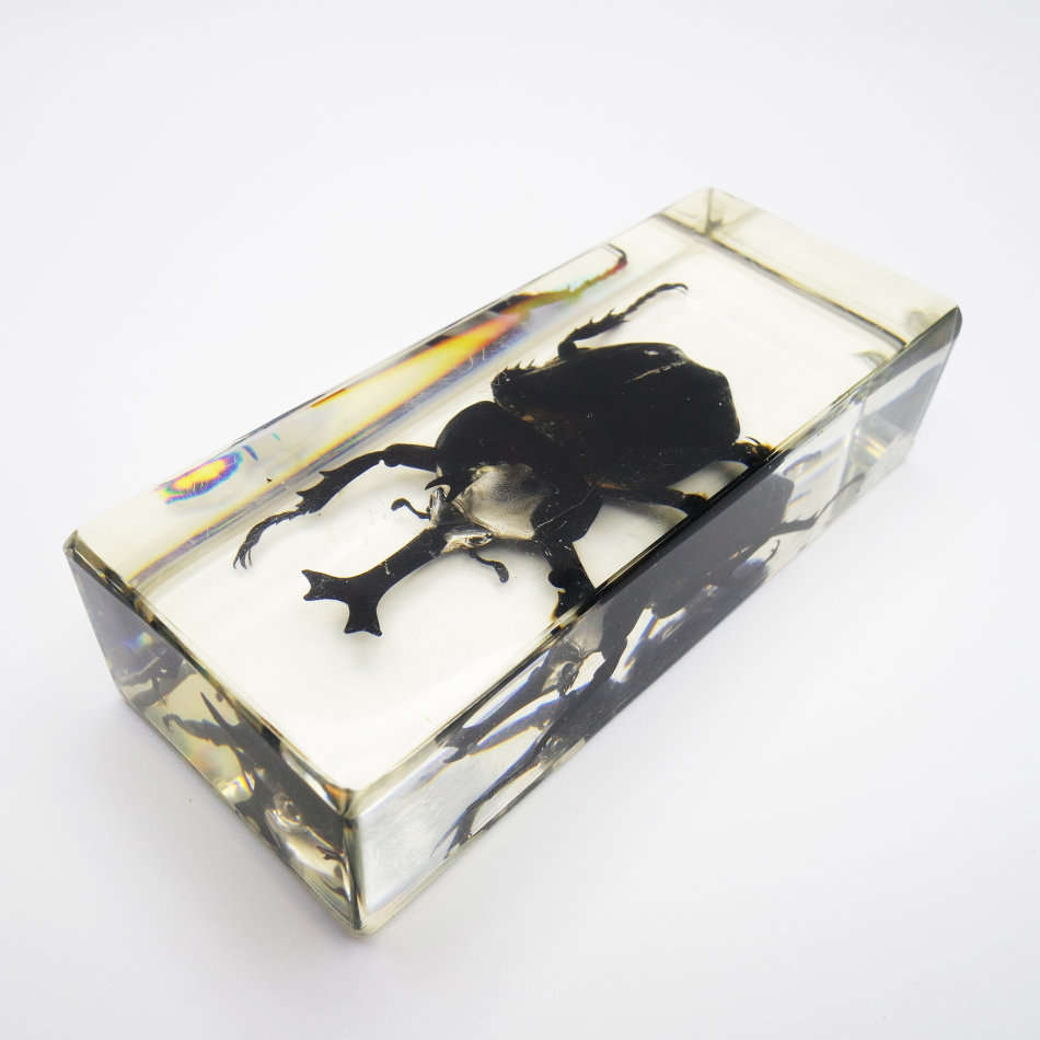 Original Large Asian Rhinoceros Beetle In Lucite Paperweight!!!