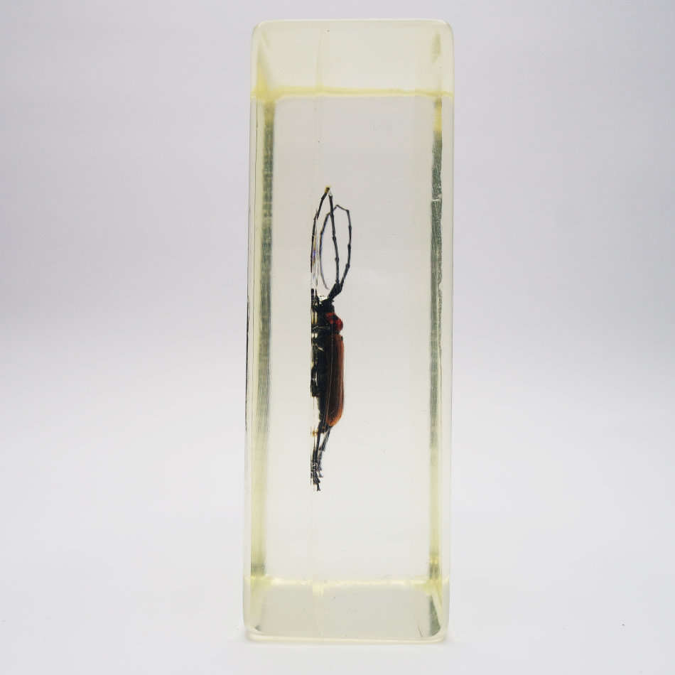 Original Madagascar Long Horned Beetle In Lucite Paperweight!!!