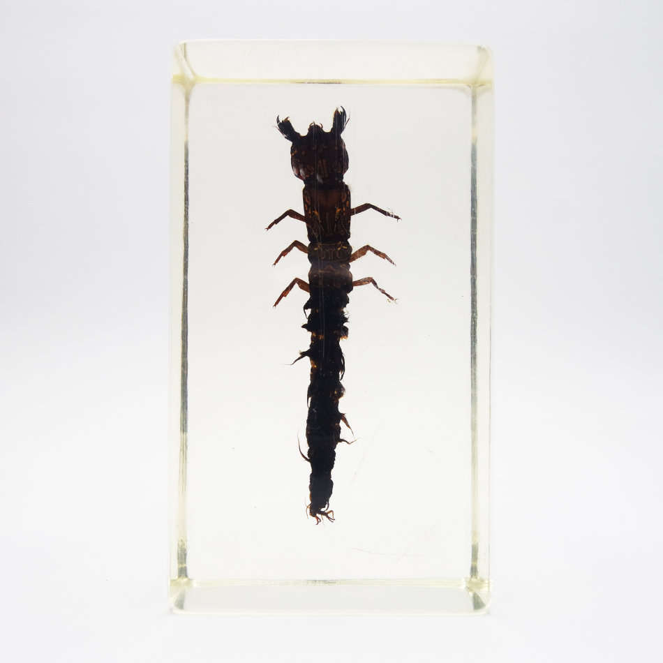Original Asian Dragon Fly Larvae In Lucite Paperweight!!!
