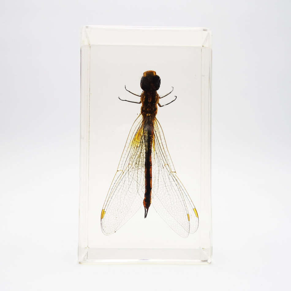 Original Worldwide Dragonfly In Lucite Paperweight!!!