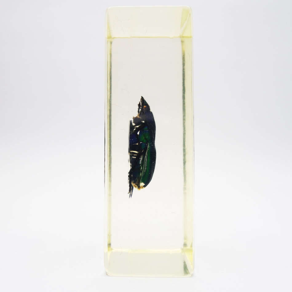 Original New Guinea Flower Chafer In Lucite Paperweight!!!