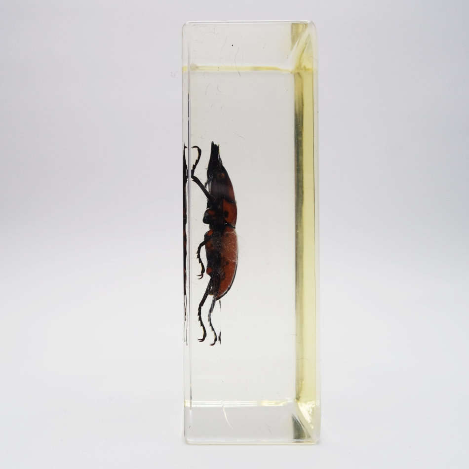 Original Golden Asian Stag Beetle In Lucite Paperweight!!!