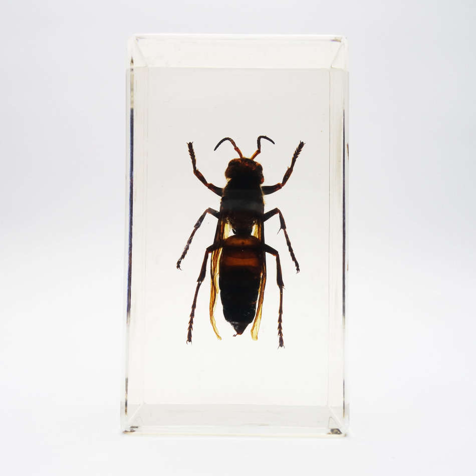 Original Giant Asian Wasp In Lucite Paperweight!!!