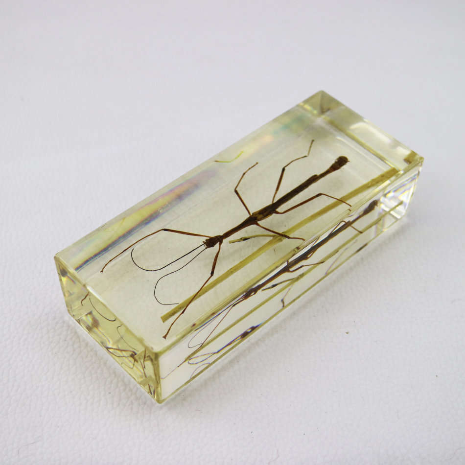 Large Stick Insect In Lucite Paperweight!!!