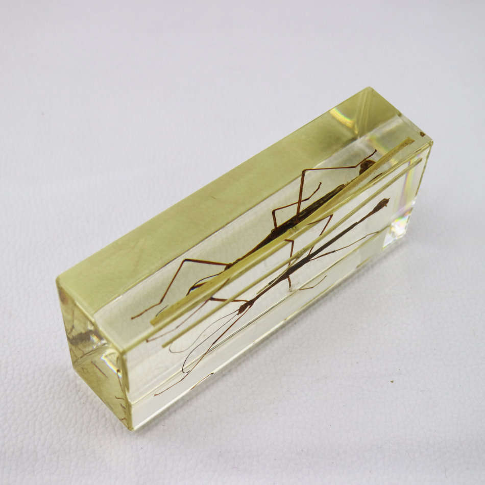 Large Stick Insect In Lucite Paperweight!!!