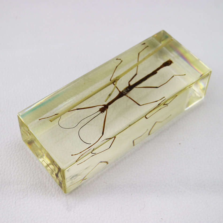 Large Stick Insect In Lucite Paperweight!!!