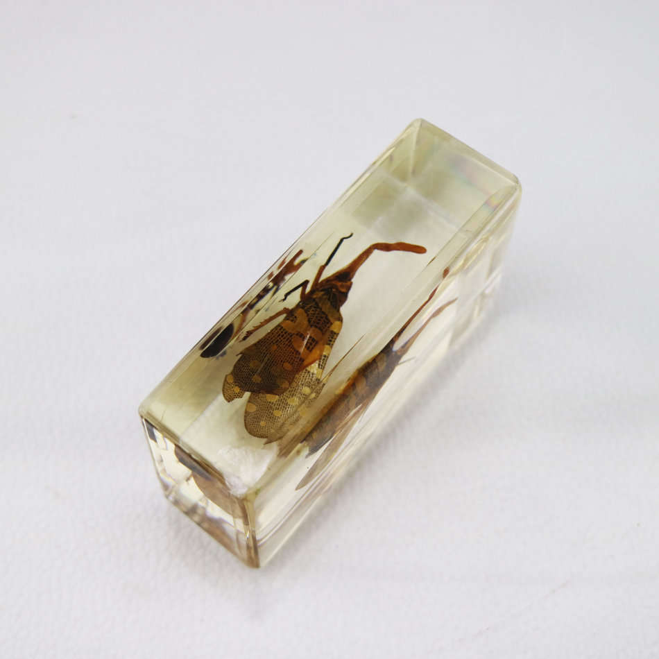 Chinese Lantern Bug In Lucite Paperweight!!!