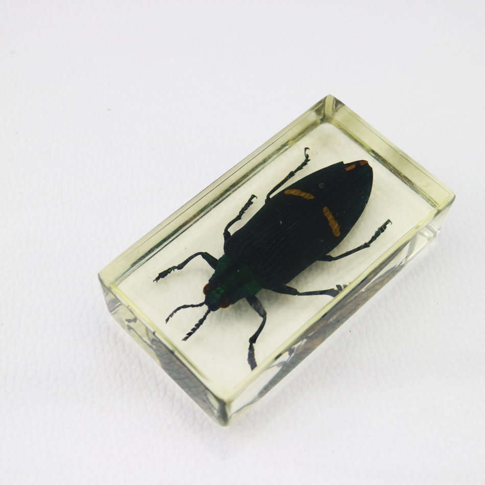 Large White Grub Beetle In Lucite Paperweight!!!