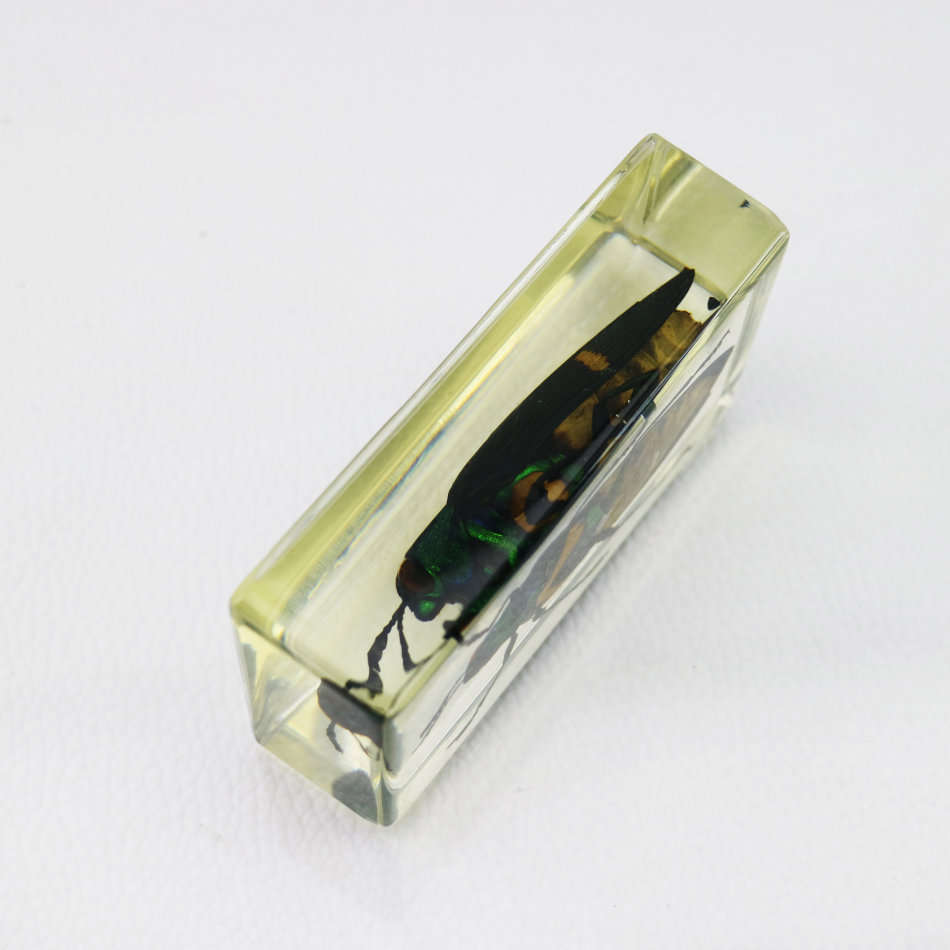 Large White Grub Beetle In Lucite Paperweight!!!