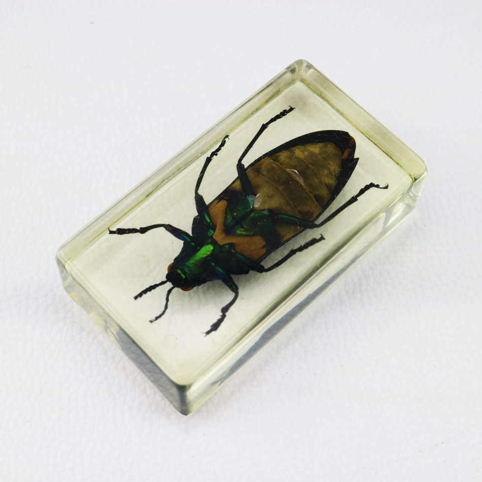 Large White Grub Beetle In Lucite Paperweight!!!