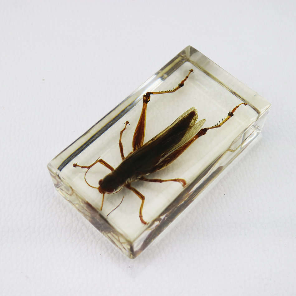Grasshopper In Lucite Paperweight!!!