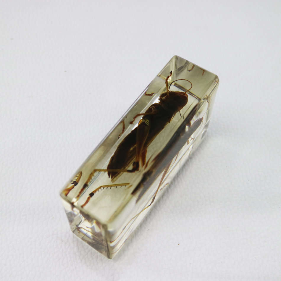 Grasshopper In Lucite Paperweight!!!