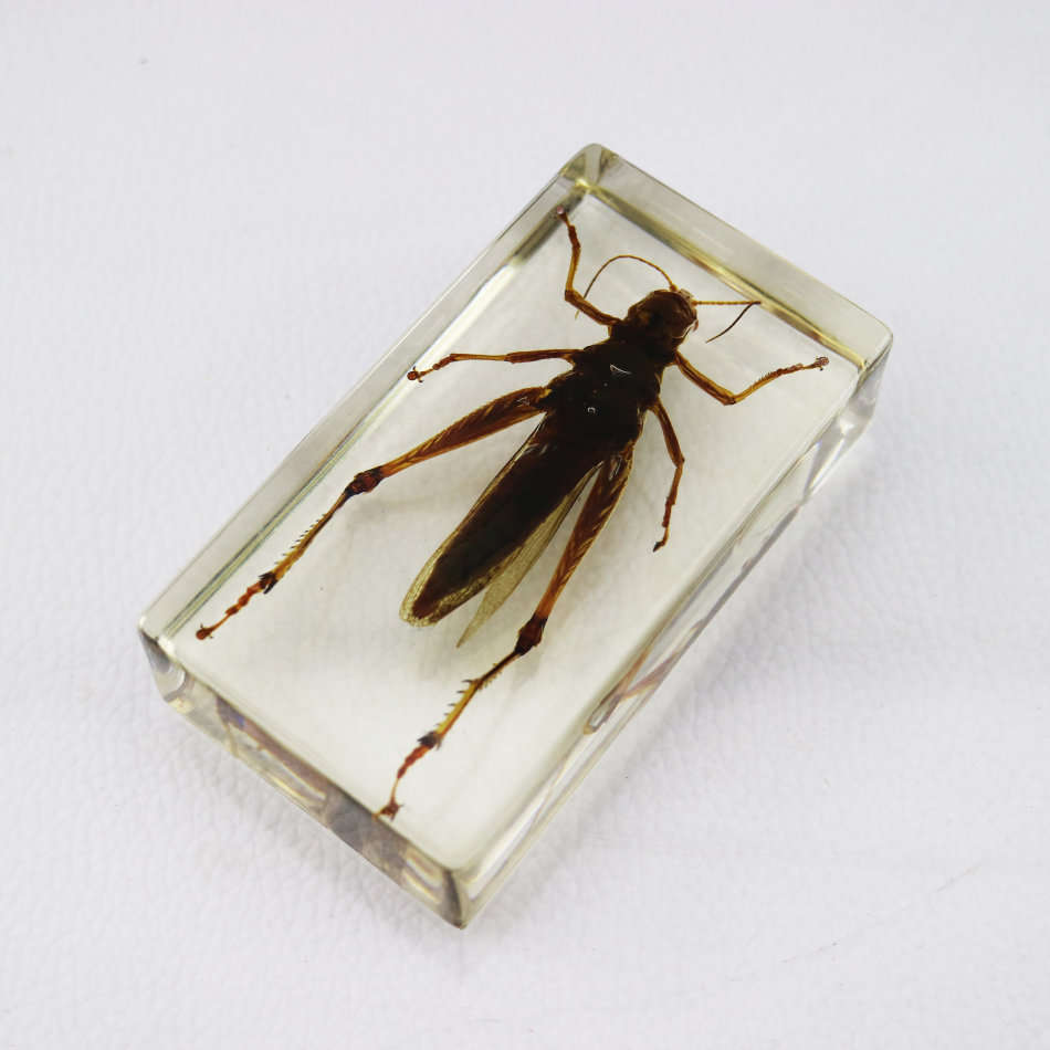 Grasshopper In Lucite Paperweight!!!