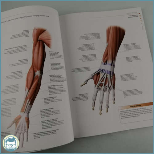 Illustrated Guide To The Human Body!!!