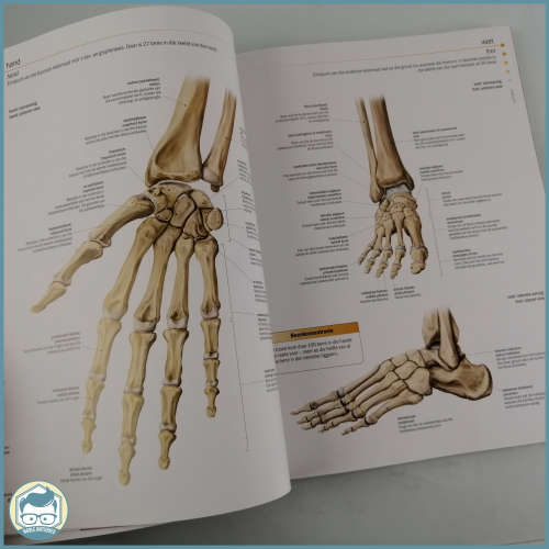 Illustrated Guide To The Human Body!!!