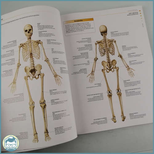 Illustrated Guide To The Human Body!!!