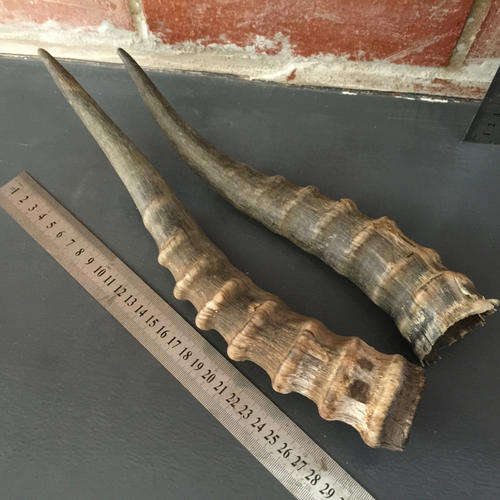 Impala Treated Horns