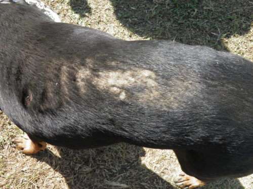 Canna Oil Tincture 30 ML