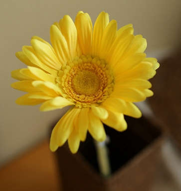 Quality silk flower.7 colors Cosmos.55cm length.1 flower/branch.