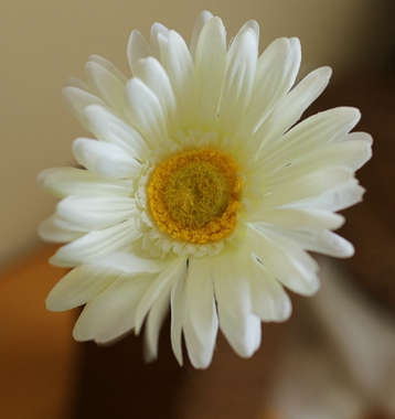 Quality silk flower.7 colors Cosmos.55cm length.1 flower/branch.