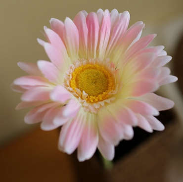 Quality silk flower.7 colors Cosmos.55cm length.1 flower/branch.