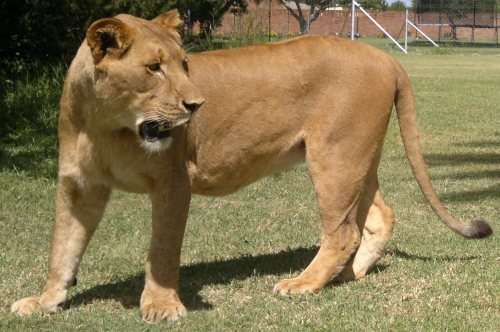 New Year at Mabula Timeshare 8-Sleeper Rental from 27 December for 7 Days/Nights