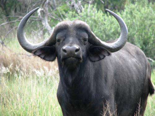 New Year at Mabula Timeshare 8-Sleeper Rental from 27 December for 7 Days/Nights