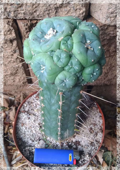 Grafted Peyote Plant